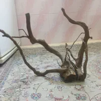 ماهی - چوب ابنوس