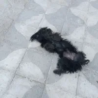 سگ نژاد شیتزو