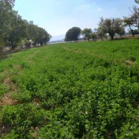 یونجه چین دوم