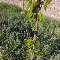 زمین-باغی