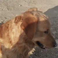 سگ گلدن شناسنامه دار