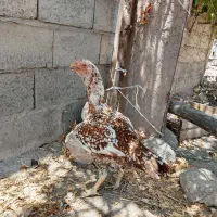 مرغ لاری