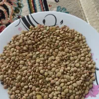 عدس اشی