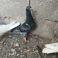 کبوتر|پرنده|نورآباد ممسنی, |دیوار