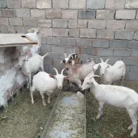 گوسفند بزسانان