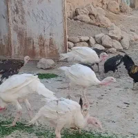 بوقلمون