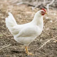 مرغ سفید جوان