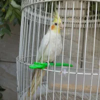 پرنده