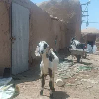 نربز افغانی