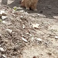 یک سگ پاکوتا نر