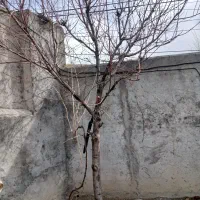 فروش چند اصله درخت (قیمت مناسب)