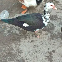 اردک خارجی و تخم غاز