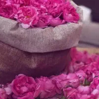 گل محمدی|گل و گیاه طبیعی|مرند, |دیوار