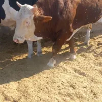 گوساله سیمینتال چاق درجه یک