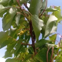 ۵من باغ صفا واقع در روستای سرج پشت فرودگاه