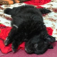 واگذاری فلفل بازیگوش