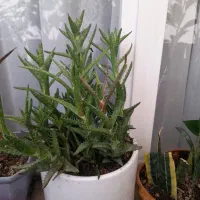 گل وگیاه