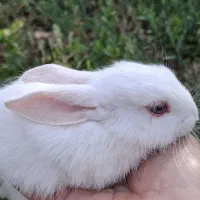 خرگوش