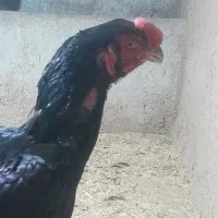 لاری هندی