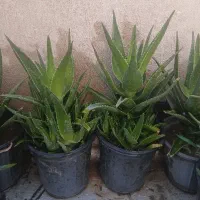 گیاه شاخ بزی