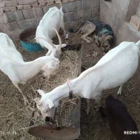 بزسانن