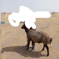 قوچ نوبخت