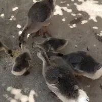 فروش جوجه قوغاز