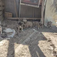 توله سگ سرابی