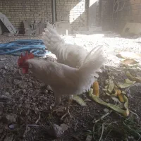 دو عدد خروس ، مرغ، خروس سفید