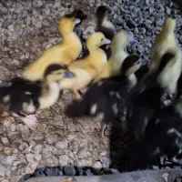جوجه اردک خارجی ۱۵ روزه