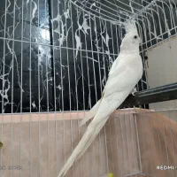 طوطی ملنگو و عروس هلندی