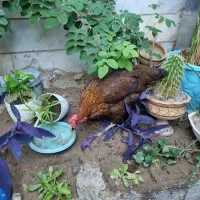 فروش مرغ تخم گذار