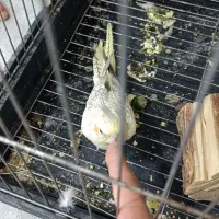 عروس هلندی تخم بچی