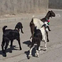 بز دورگ پاکستانی با دو بزغاله نر بزرگ شیرمست