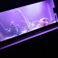 اکواریوم حرفه ای