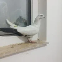 کبوتران غریب