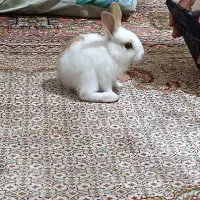 توله خرگوش