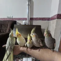 تعدادی عروس هلندی  دستی و زیبا