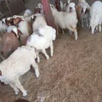 بره