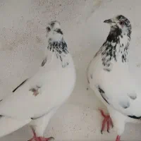 کبوتر گرفته برج