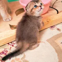 گربه بریتیش اسکاتیش چین چیلا