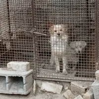 سگ نگهبان