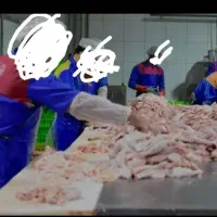 کارگر  در کارگاه مرغ.وارد بکار مرغ