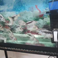 فروش ماهی کوی نژاددار در قرنطینه خانگی