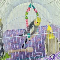 ۴عروس هلندی