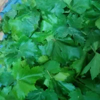 برگ انگور مخصوص دلمه