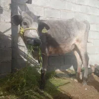 گاو ماده فروشی