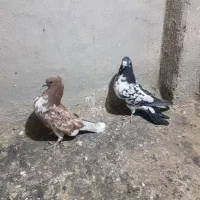 کبوتر تهرانی پرشی