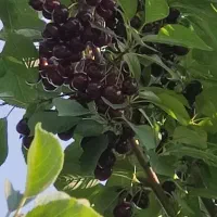 گیلاس تکدانه درشت،آلبالو تکدانه پیوندی درشت