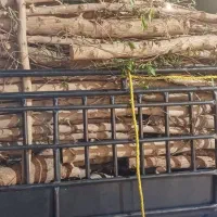 خرید و برش انواع بید کویتی ومرکبات به صورت نقدی